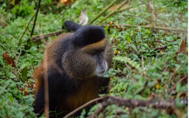 Uganda Rwanda Burundi