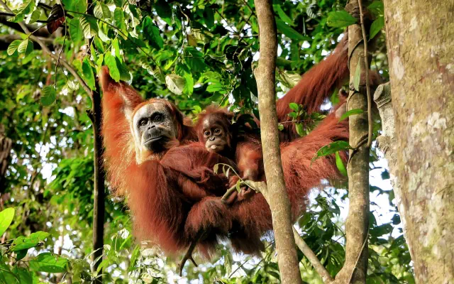 Śladami orangutanów - tropikalna wyprawa Sumatra Penang