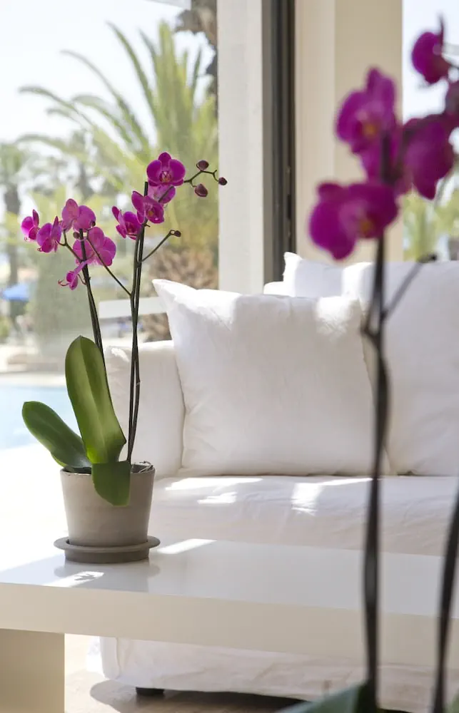 HOTEL: Sandy Beach Hotel and Spa