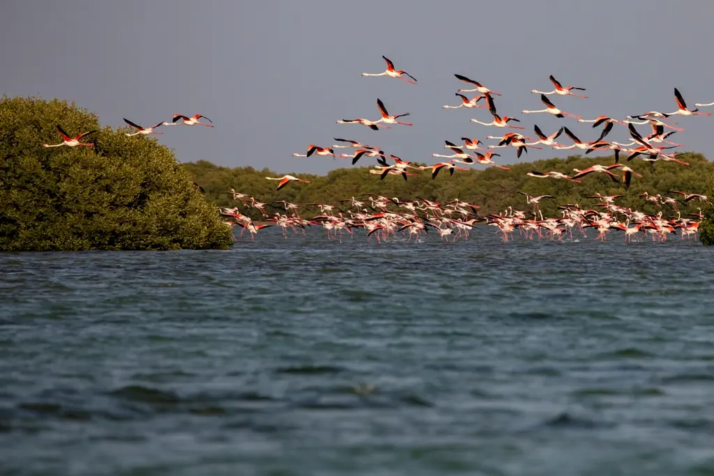 Flamingo Beach Resort (Umm Al Quwain) - zdjęcie 11