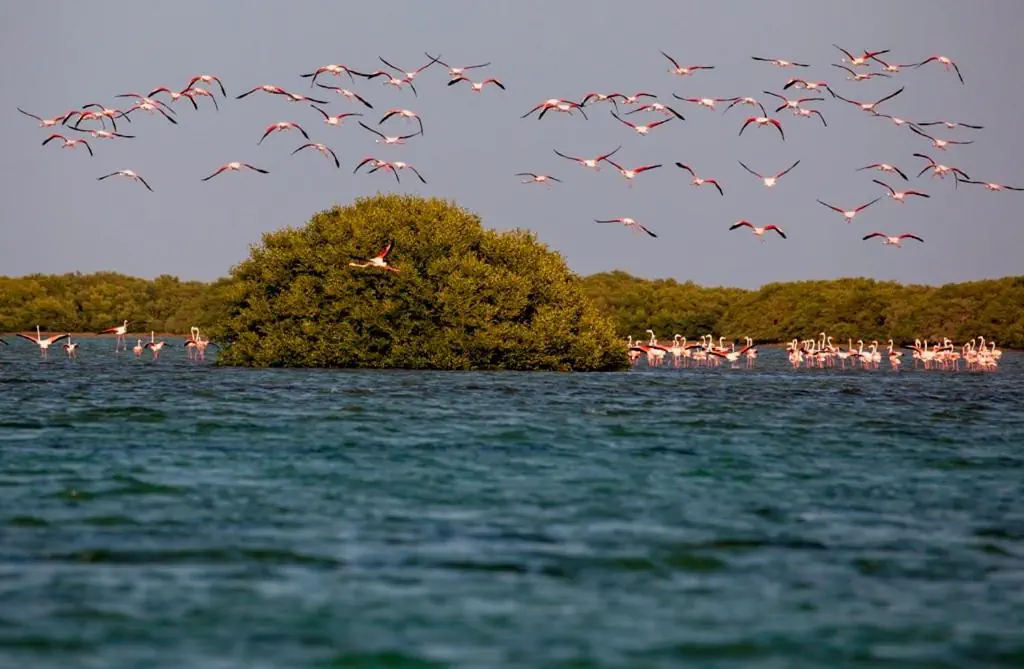 Flamingo Beach Resort (Umm Al Quwain) - zdjęcie 10