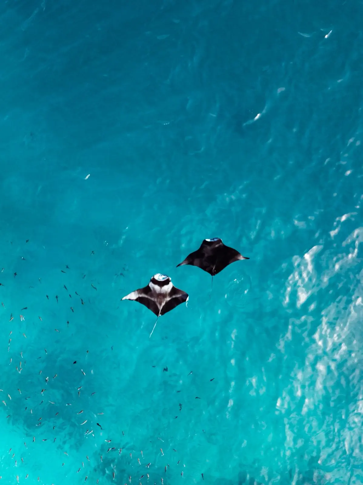 NEST BY HAWKS HOTELS KAMADHOO BAA ATOLL